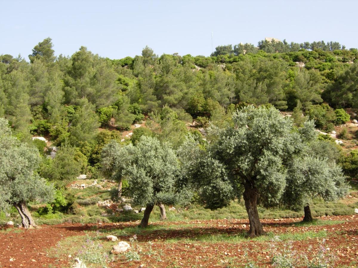 Ajloun Hotel Dış mekan fotoğraf