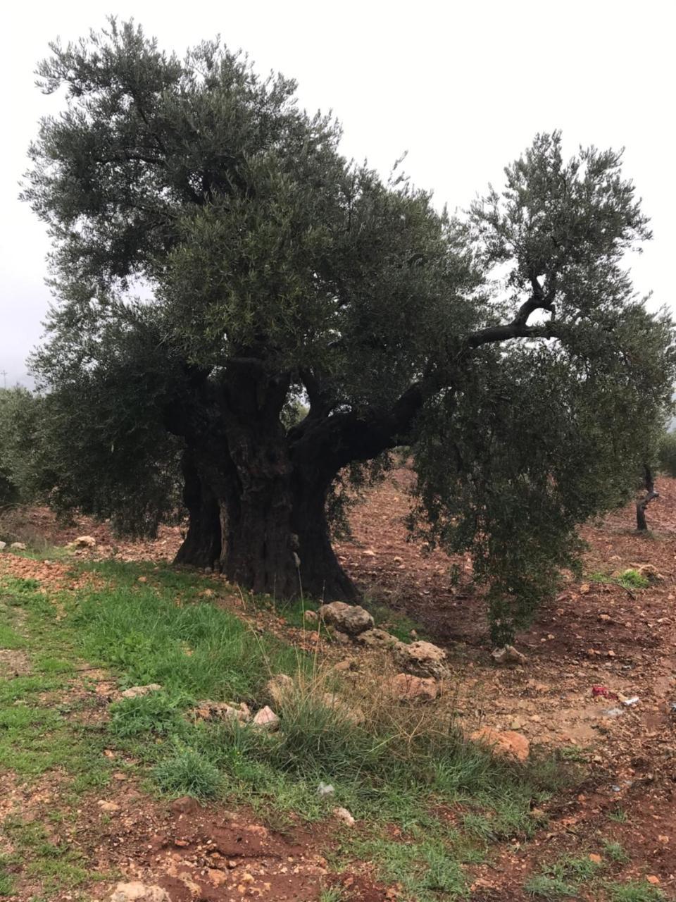 Ajloun Hotel Dış mekan fotoğraf