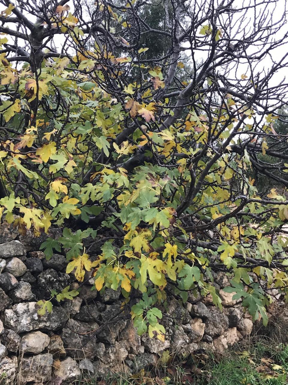 Ajloun Hotel Dış mekan fotoğraf